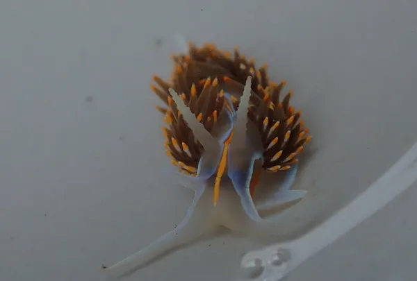 Hermissenda opalescens