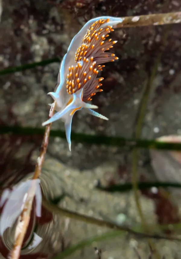 Hermissenda opalescens