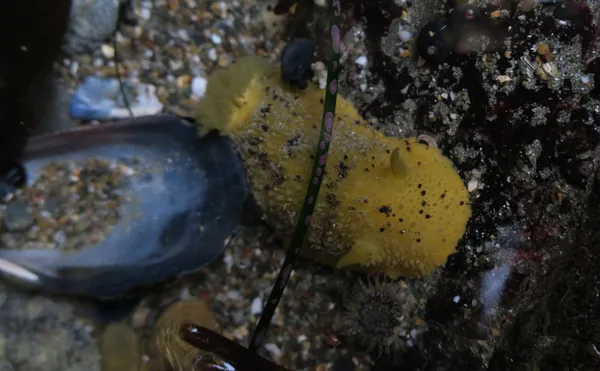 Archidoris montereyensis, 11/12/2016