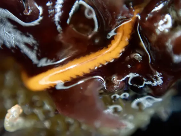 two close-ups of worm