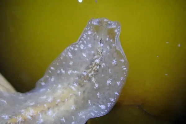 Pseudoceros canadensis (maybe)