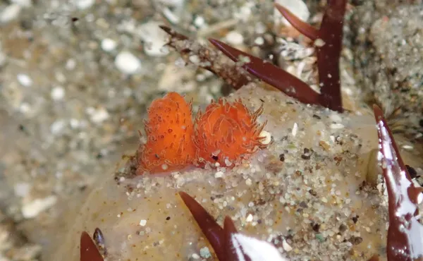 sea-bottle clam siphons; thanks to J. Sones for ID