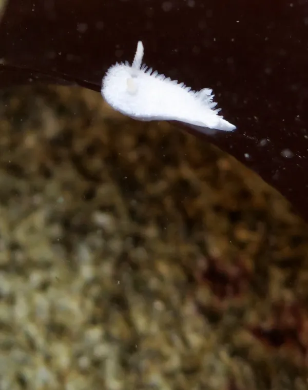 Marine life photograph