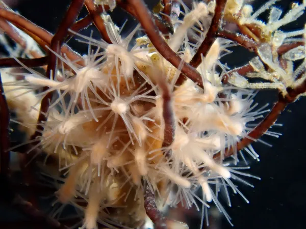 Schuchertinia milleri