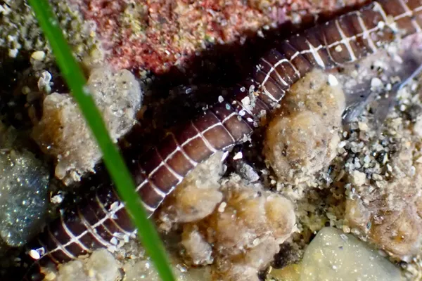 Tubulanus sexlineatus