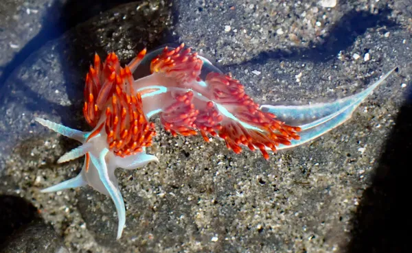 Hermissenda opalescens