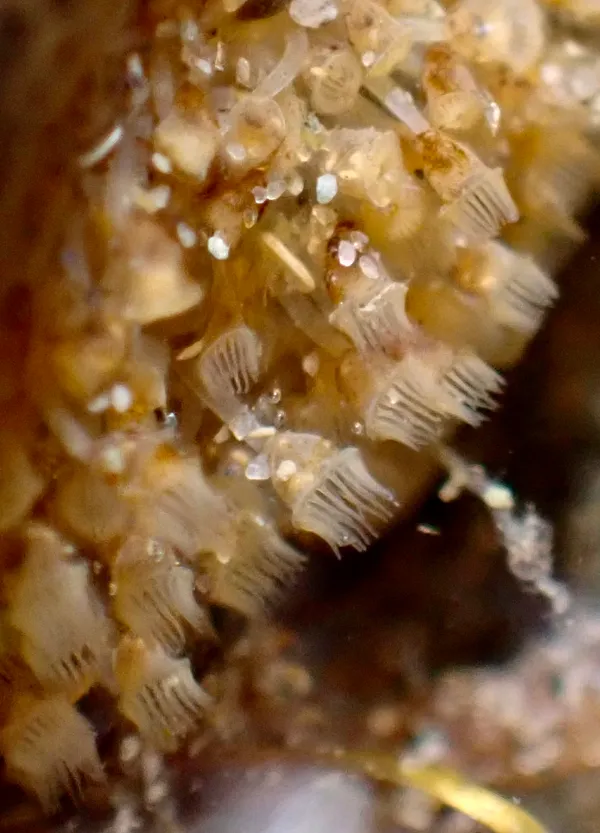 Phylum Entoprocta