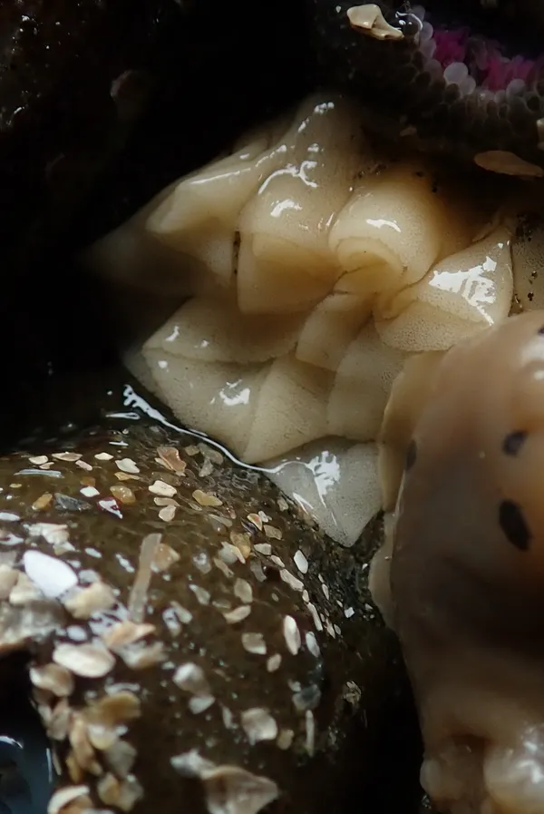 Marine life photograph