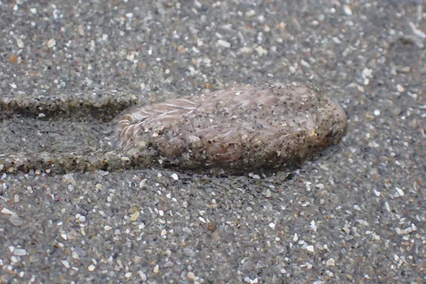 Marine life photograph