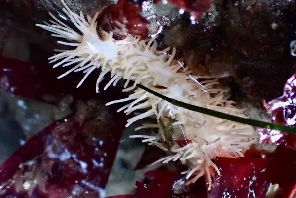 Eupentacta quinquesemita