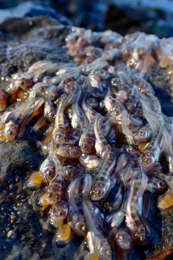 Marine life photograph