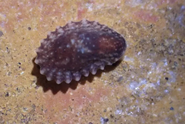 Onchidella borealis; thanks to passiflora4 for ID