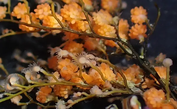 Eudendrium californicum