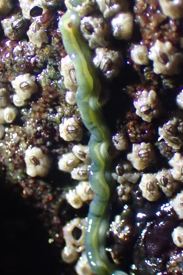 Emplectonema gracile; thanks to C. Nozères for ID