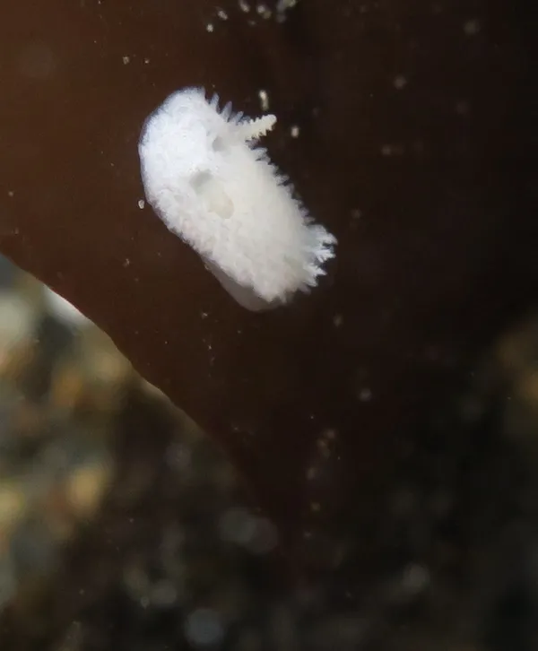 Marine life photograph