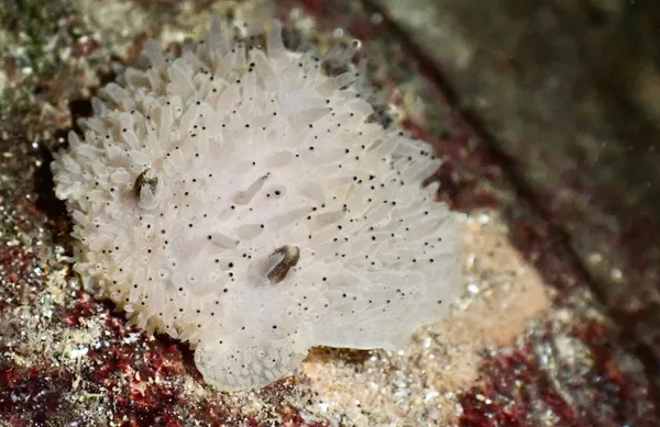 Acanthodoris rhodoceras