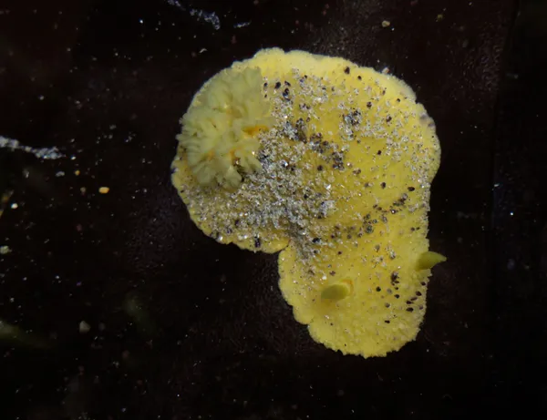 Archidoris montereyensis, 11/12/2016