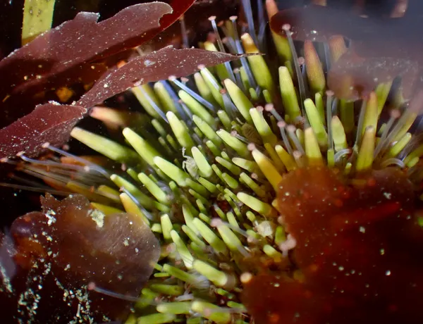 Purple sea urchin