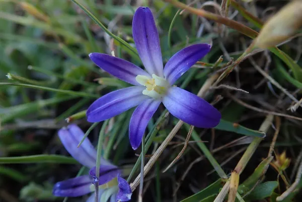 dwarf brodiaea