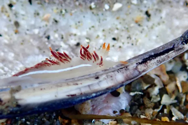 Orienthella trilineata