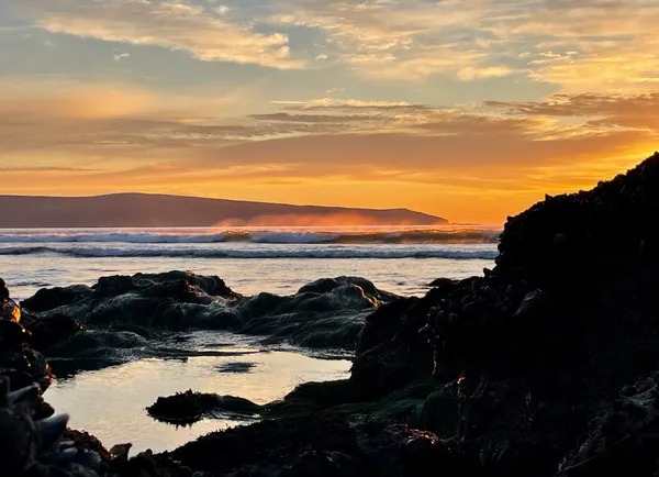 Marine life photograph