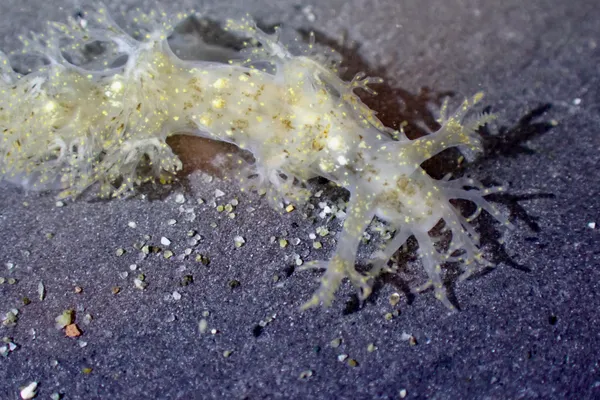 Dendronotus venustus