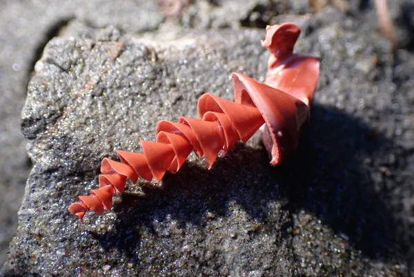 OK, I'm pretty sure this is a piece of plastic.  But it's the second one I've found in this beautiful shape and color.  What's it from (hopefully nothing revolting)?