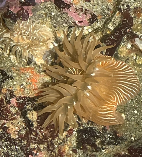 Aeolidia loui, I think attacking an Epiactis prolifera, in retreat.