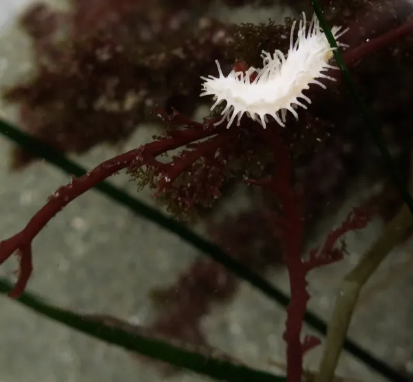 Eupentacta quinquesemita