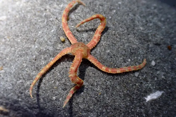 brittle star