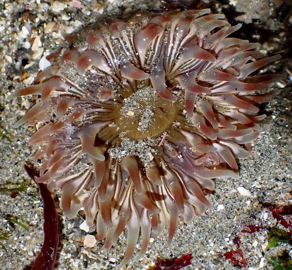 Urticina clandestina