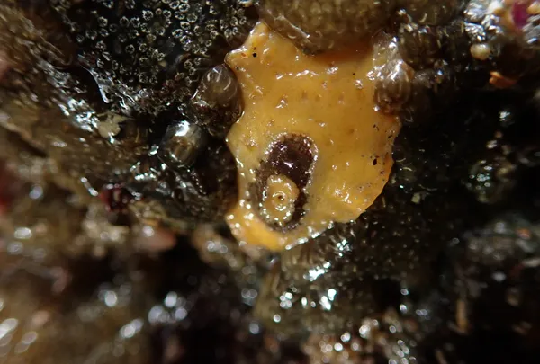 Fissurellidea bimaculata