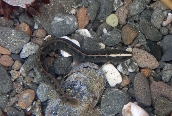 some kind of blenny