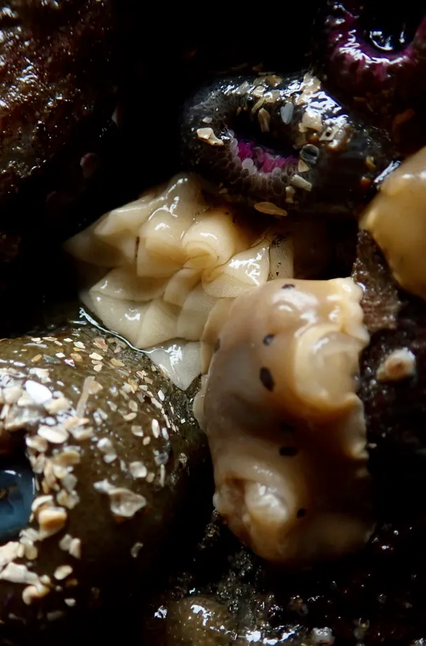 Diaulula sandiegensis, with eggs