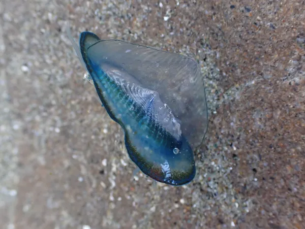 Velella velella