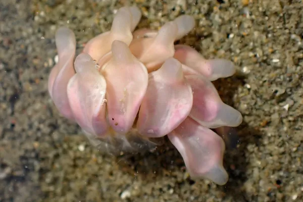 Ocinebrellus inornatus (eggs)