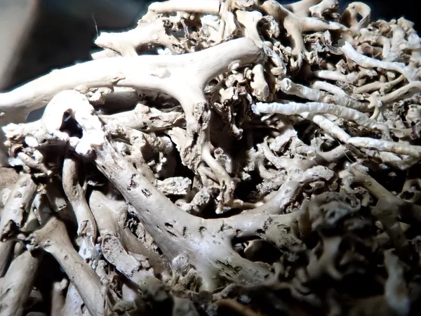 Marine life photograph