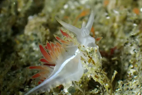 Orienthella trilineata