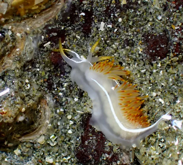 Coryphella trilineata