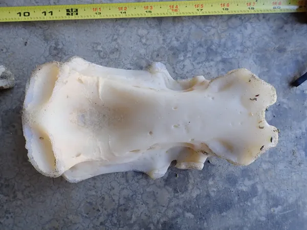 Someone's skull.  I think.