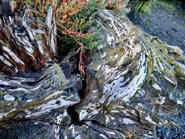 Marine life photograph