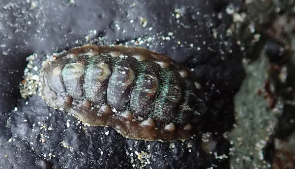 Chiton-species?