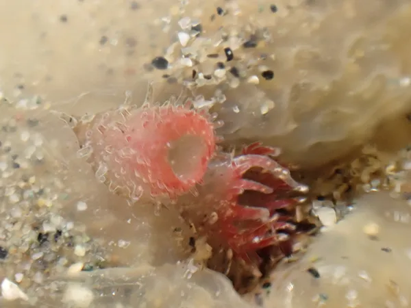 Mytilimeria nuttalli