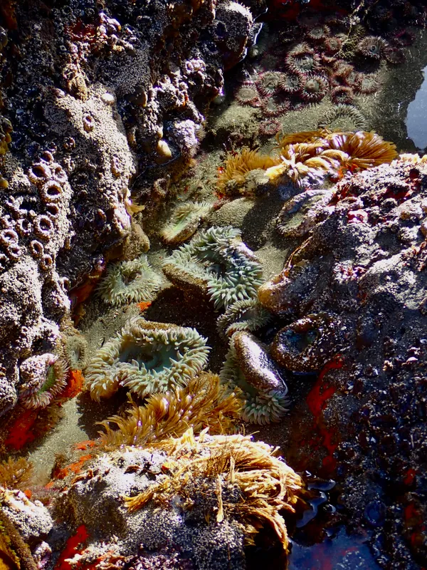 Marine life photograph