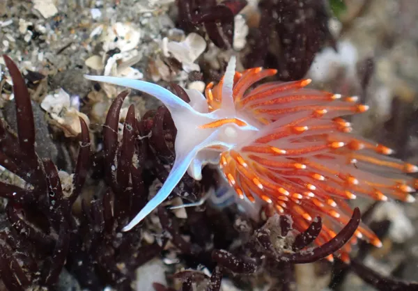 Hermissenda opalescens