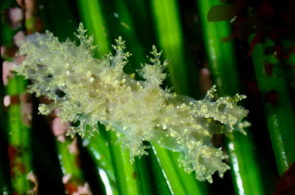 Dendronotus venustus