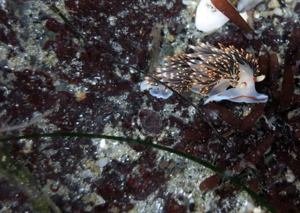 12/26/2016; 1/1.5hrs