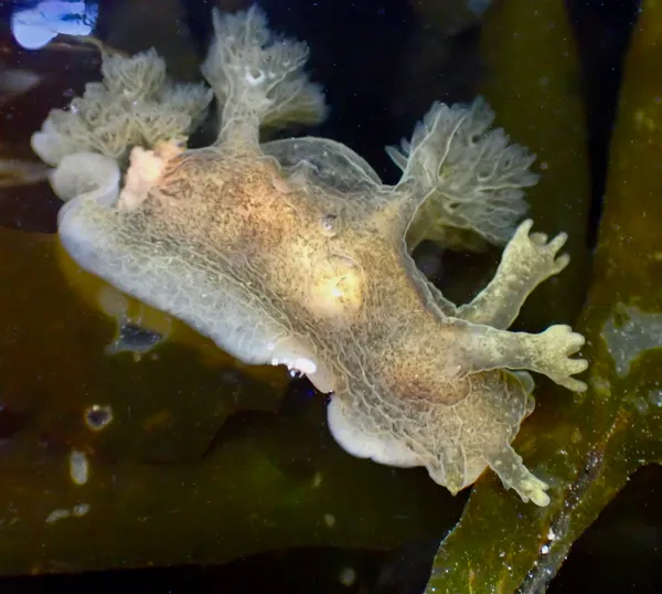 Dendronotus subramosus