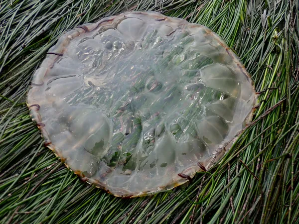 Chrysaora fuscescens