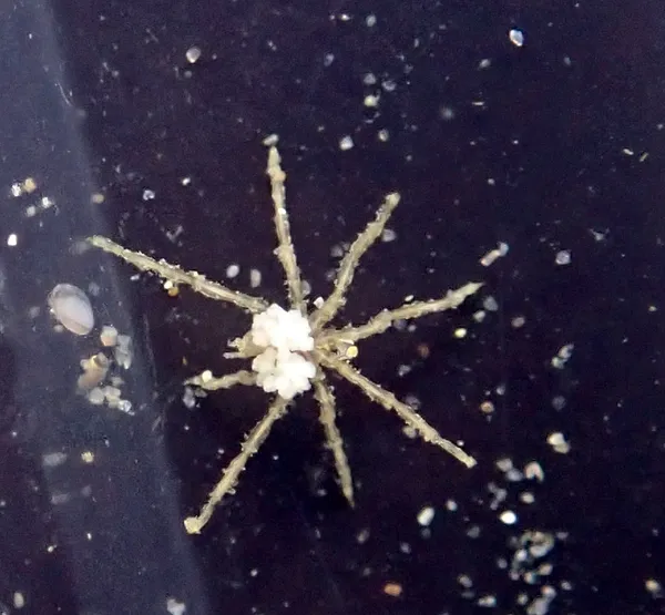 sea spider- species?